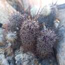 Слика од Echinocereus ferreiranus