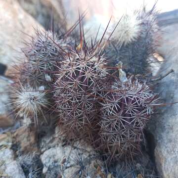 Image of Echinocereus ferreiranus