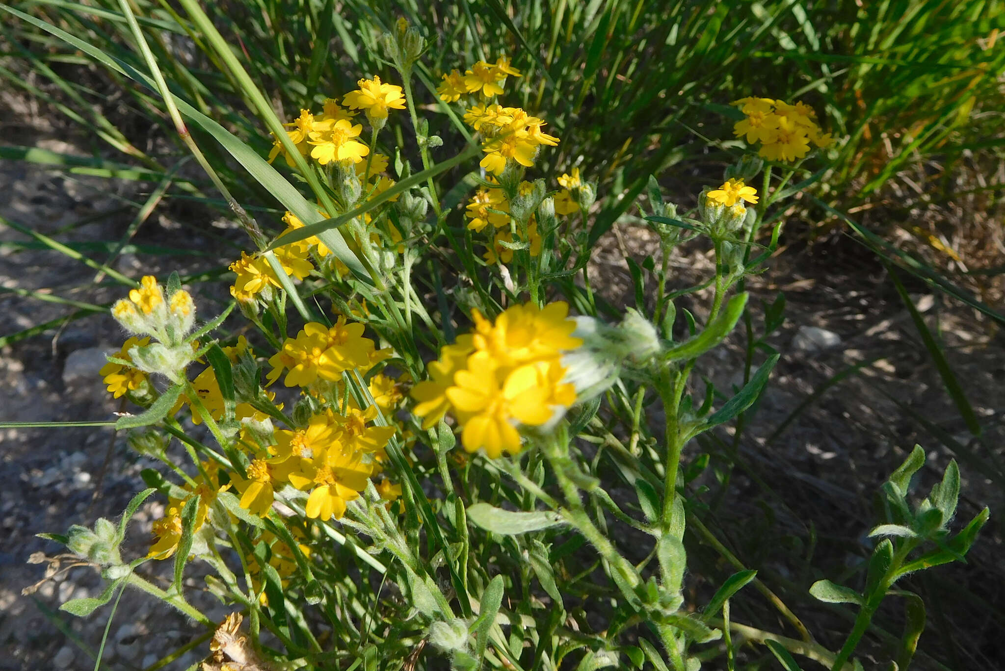 Image of woolly paperflower