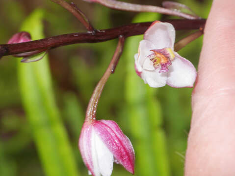 Vargasiella peruviana C. Schweinf.的圖片