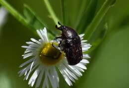 Image of Dark Flower Scarab