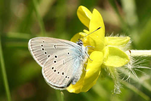 Sivun Cyaniris semiargus parnassia (Staudinger 1871) kuva