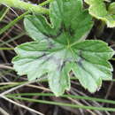 Image of Pelargonium acraeum R. A. Dyer