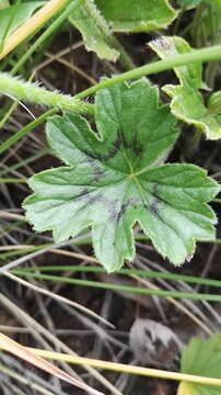 Image of Pelargonium acraeum R. A. Dyer