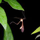 Image of Bittacus punctiger Westwood 1846