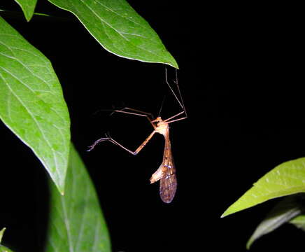 Image of Bittacus punctiger Westwood 1846