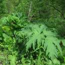 Слика од Heracleum dissectum Ledeb.