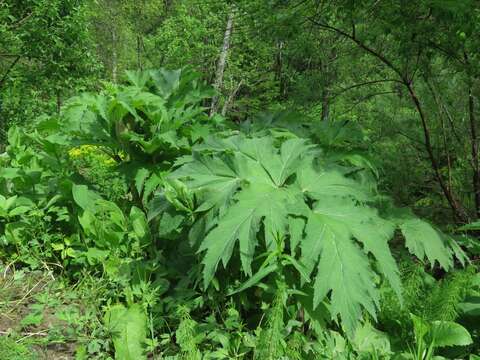 Image of Heracleum dissectum Ledeb.