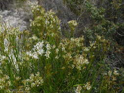 Sivun Conospermum teretifolium R. Br. kuva