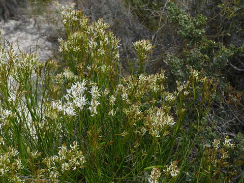 Image of Conospermum teretifolium R. Br.