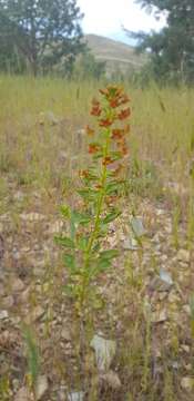 Imagem de Cleome coluteoides Boiss.