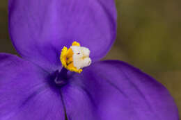 Image of Patersonia sericea R. Br.