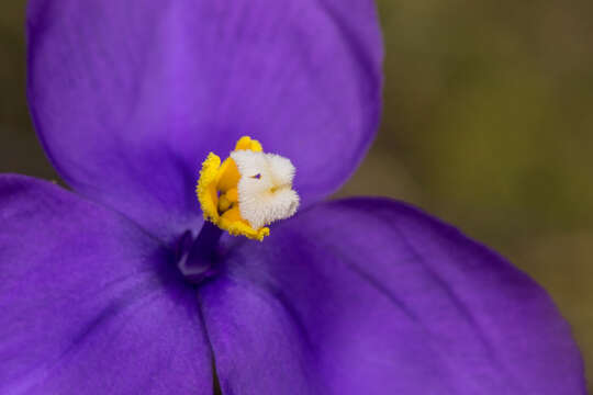 Image of Patersonia sericea R. Br.