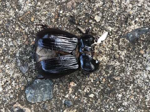 Image of black lawn beetle