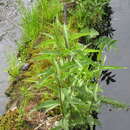 Sivun Urtica angustifolia Fisch. ex Hornem. kuva