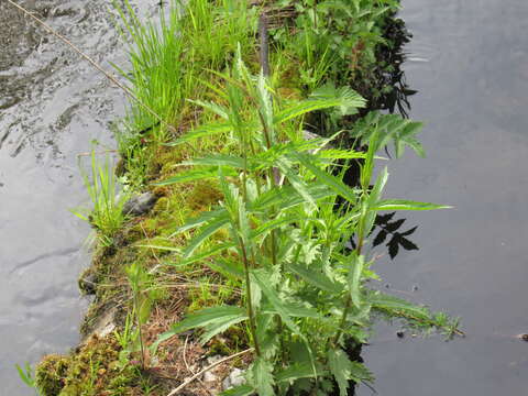 صورة Urtica angustifolia Fisch. ex Hornem.