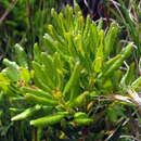 Image of Broad Waxberry