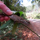 Image of Brazilian Steppe Iguana