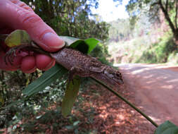 Image of Brazilian Steppe Iguana