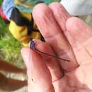 Image of Argia frequentula Calvert 1907