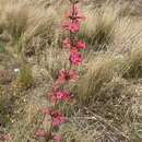 Image of superb beardtongue