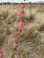 Image de Penstemon superbus A. Nels.