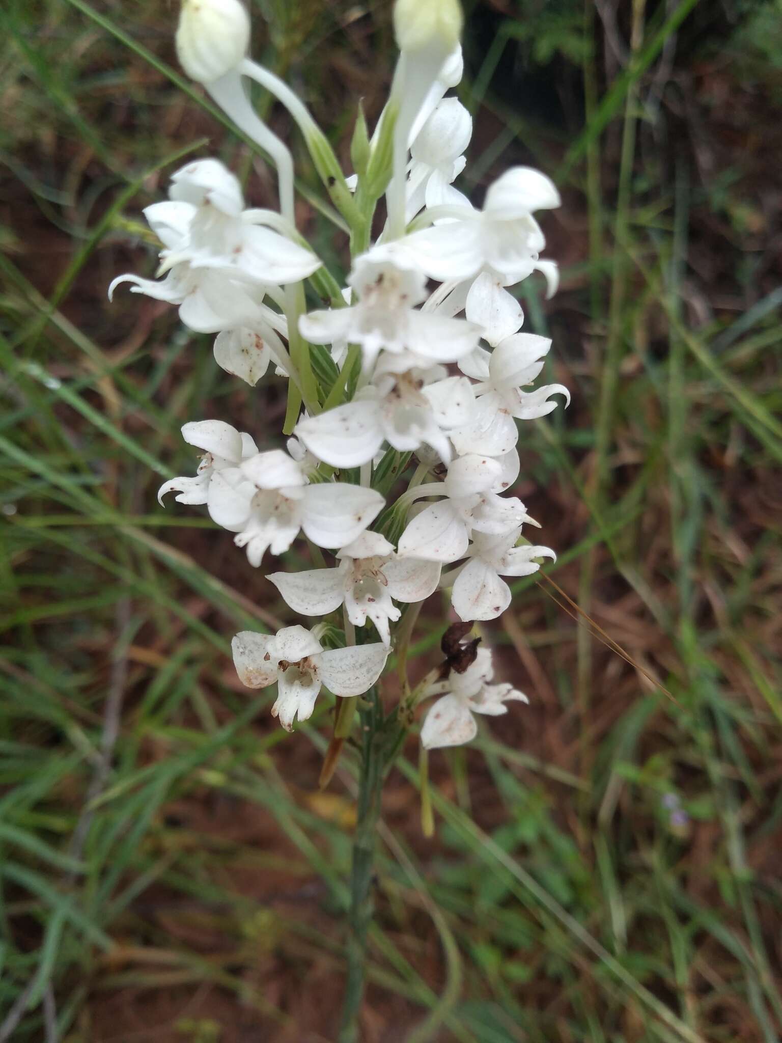 Imagem de Habenaria roxburghii Nicolson