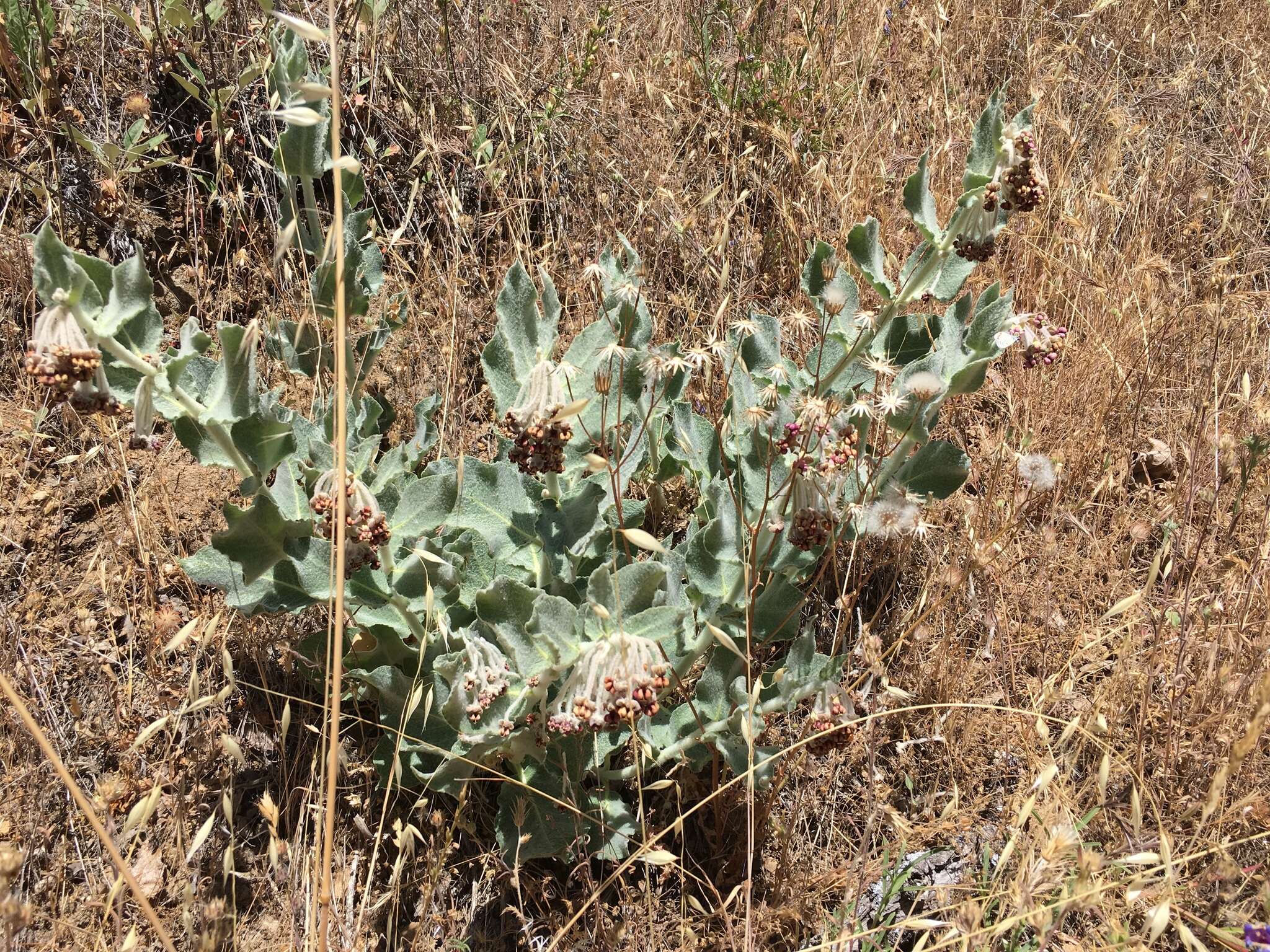 Imagem de Asclepias californica subsp. greenei Woods.