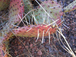 Image of Grassland Pricklypear