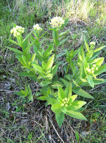 Image of green antelopehorn