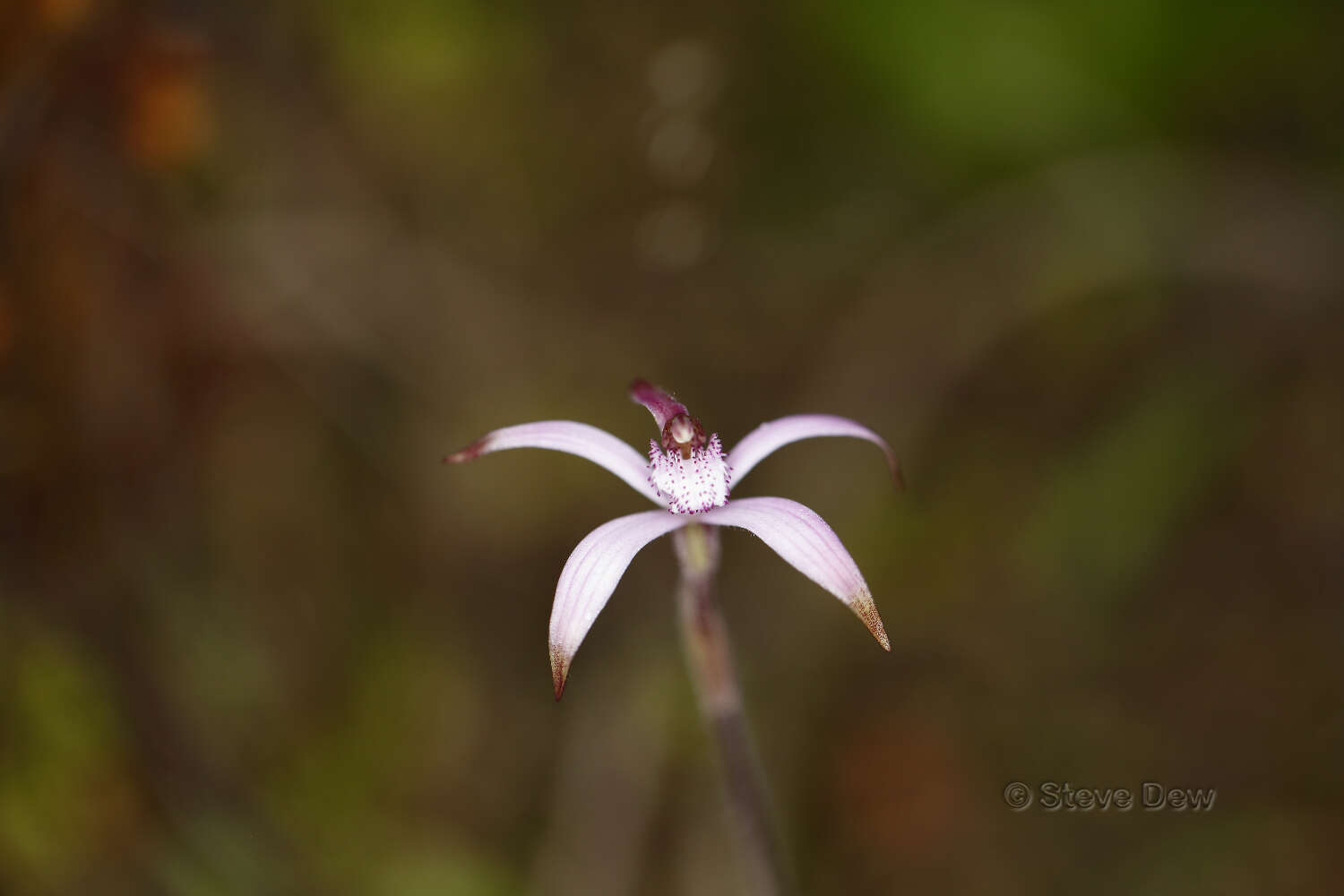 Image of Pink candy orchid