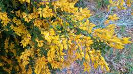 Image of leafy broom