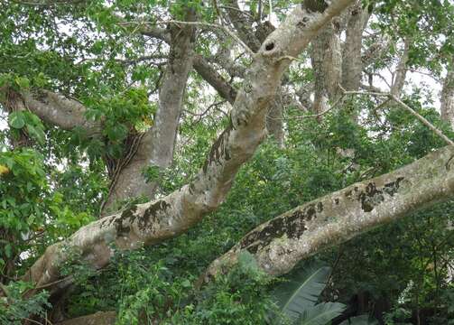 Ficus polita Vahl的圖片