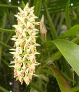 Image of Epidendrum ferrugineum Ruiz & Pav.