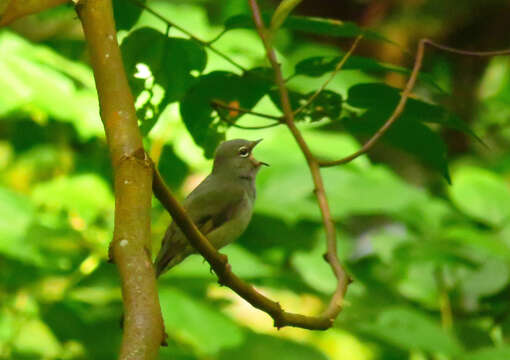 Imagem de Myadestes unicolor Sclater & PL 1857