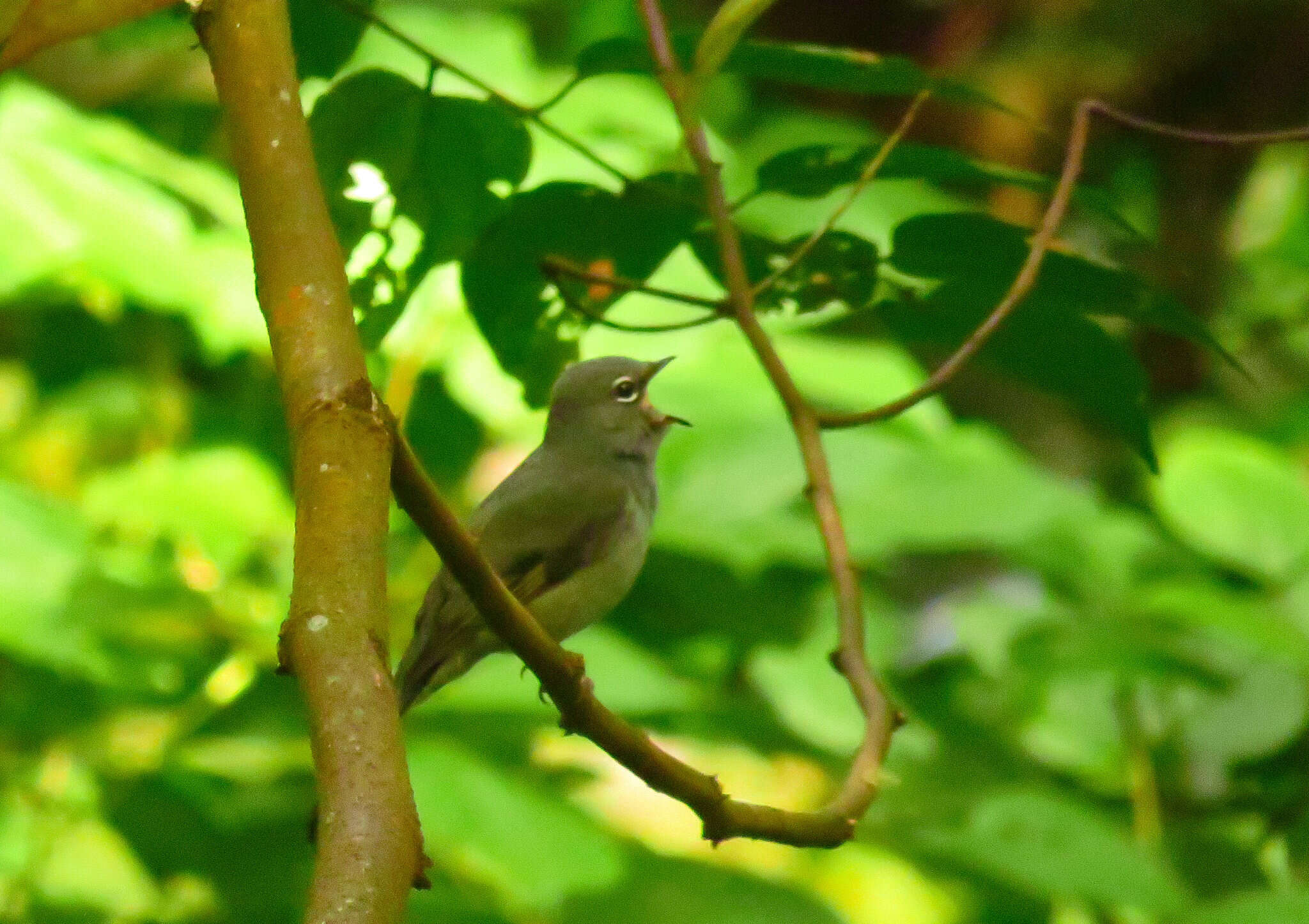 Image of Slate-colored Solitaire