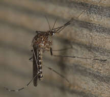 Image of Western Encephalitis Mosquito