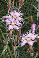 صورة Dianthus sternbergii Sibth.