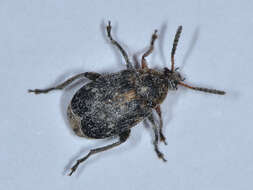 Image of Bean seed beetle