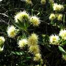 Image of Backhousia angustifolia F. Müll.