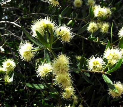 صورة Backhousia angustifolia F. Müll.