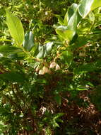 Image of Vaccinium padifolium J. E. Sm.