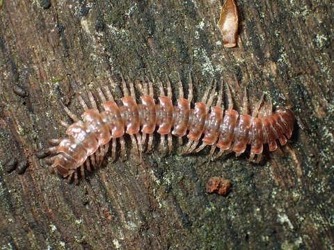 Image of Pseudopolydesmus erasus (Loomis 1943)