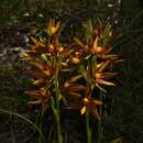 Image of Crystal Brook sun orchid