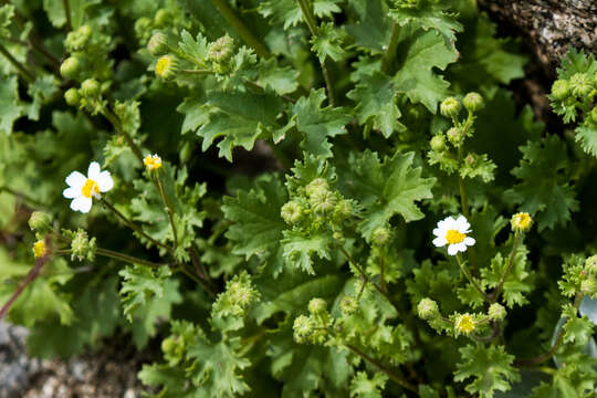 Image of Emory's rockdaisy