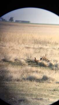 Image of Lesser Prairie Chicken