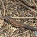 Image of Brown Tree Iguana