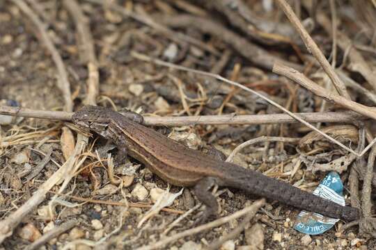 Image of Brown Tree Iguana