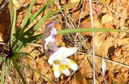 Plancia ëd Freesia fucata J. C. Manning & Goldblatt