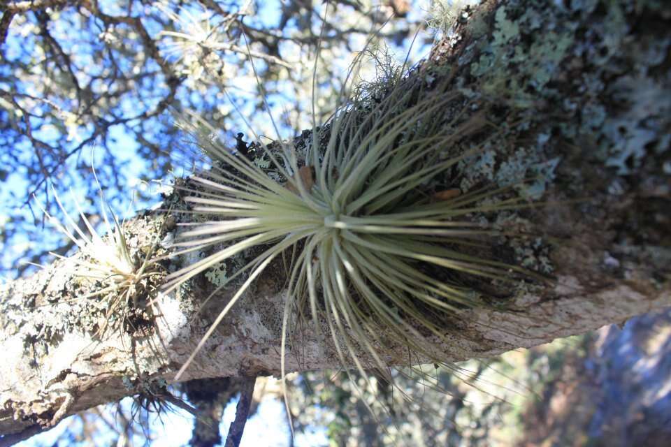 Image of Tillandsia magnusiana Wittm.